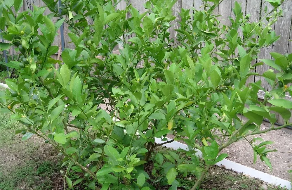 Kỹ thuật chăm sóc Chanh Giấy sau khi trồng