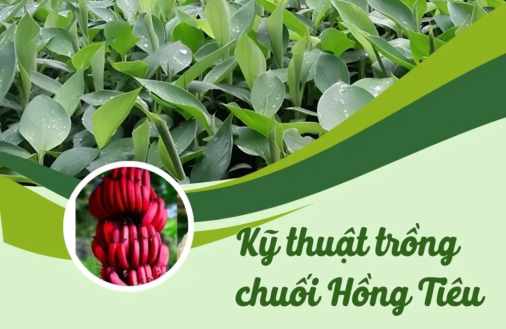 Kỹ thuật trồng chuối tiêu hồng