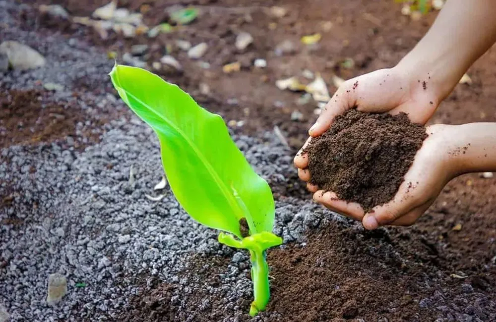 Kỹ thuật trồng chuối tiêu hồng