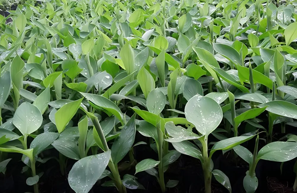 Kỹ thuật trồng chuối tiêu hồng
