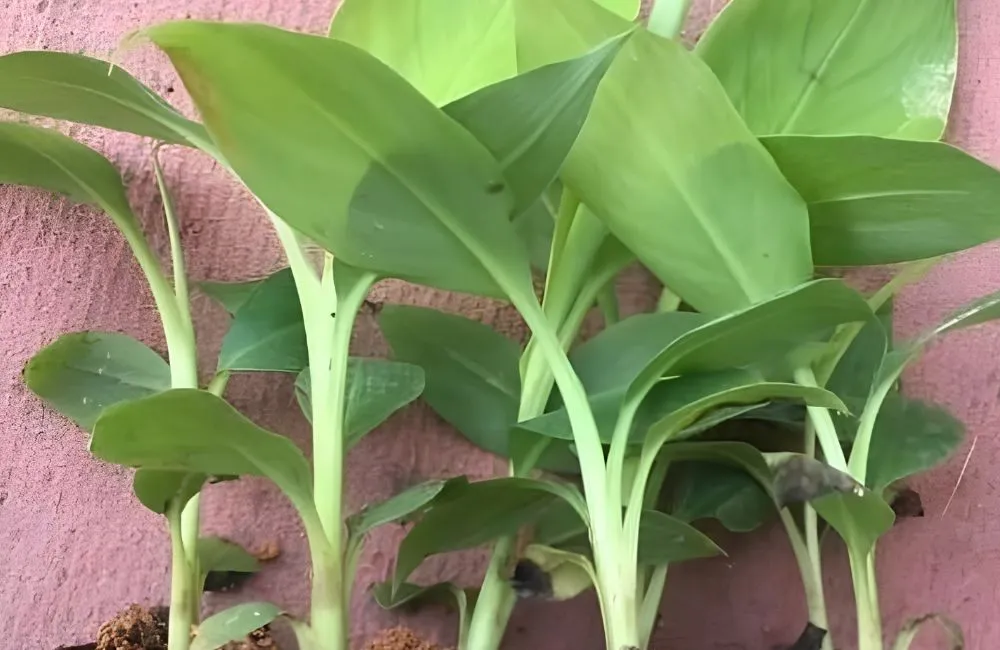 Kỹ thuật trồng chuối tiêu hồng