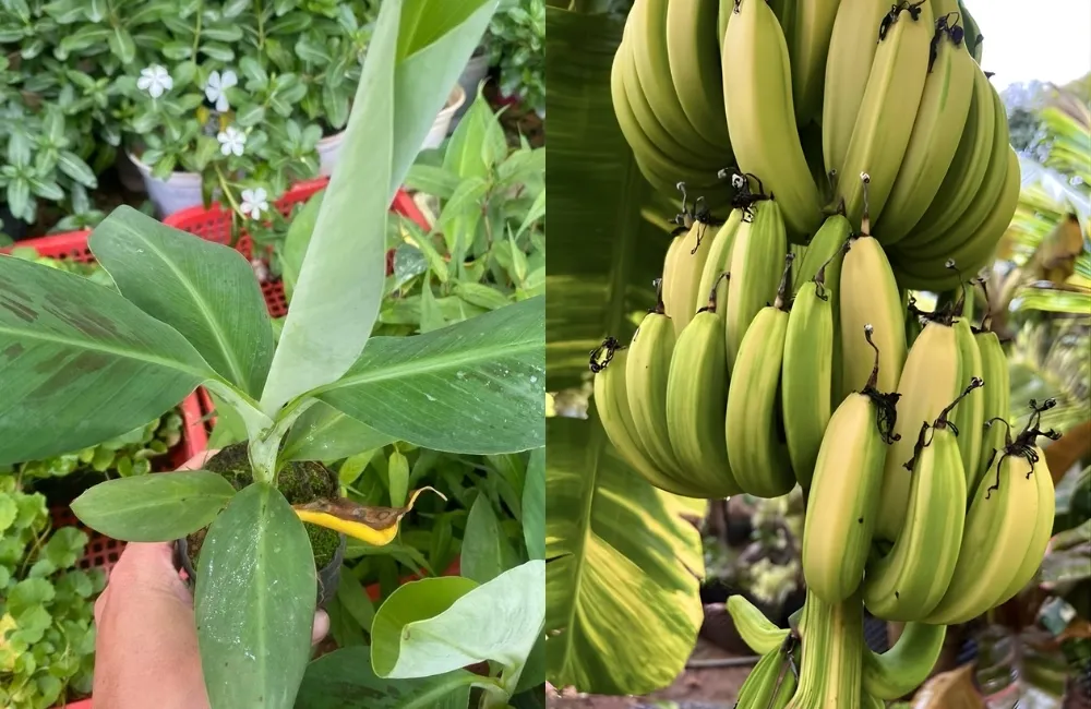 Kỹ thuật trồng Chuối Laba cấy mô đúng quy trình