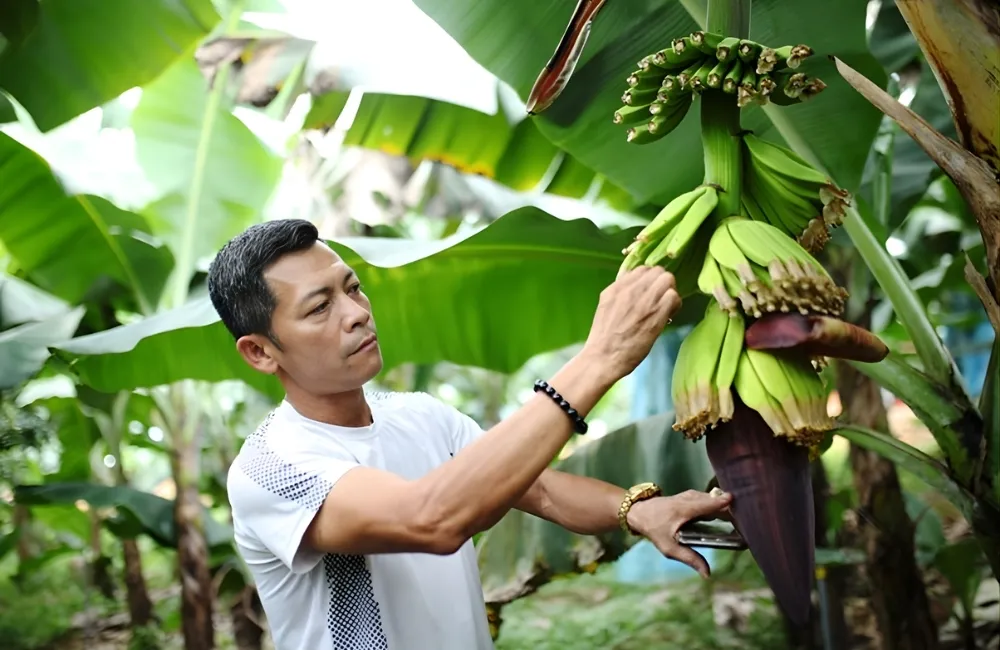 Kỹ thuật chăm sóc Chuối Laba cấy mô để đạt năng suất cao