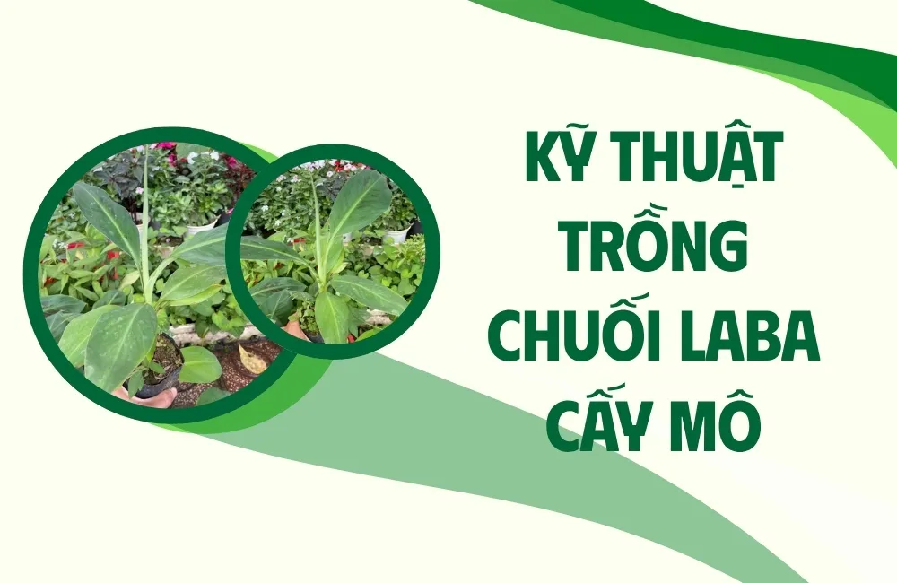 Đặc điểm Chuối Laba cấy mô và yêu cầu kỹ thuật khi trồng