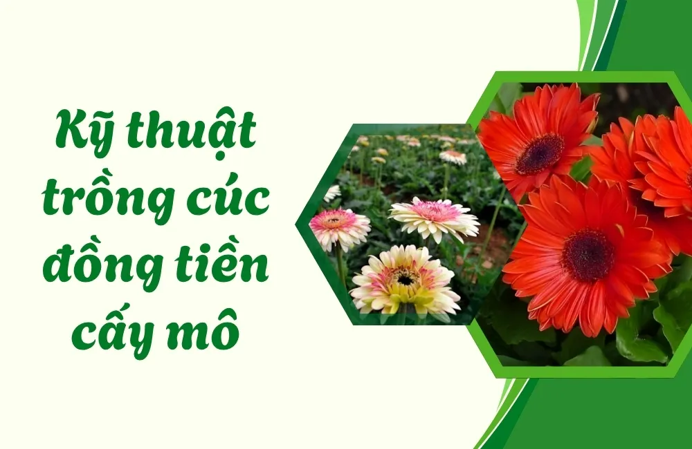 Chuẩn bị trước khi trồng cúc đồng tiền cấy mô