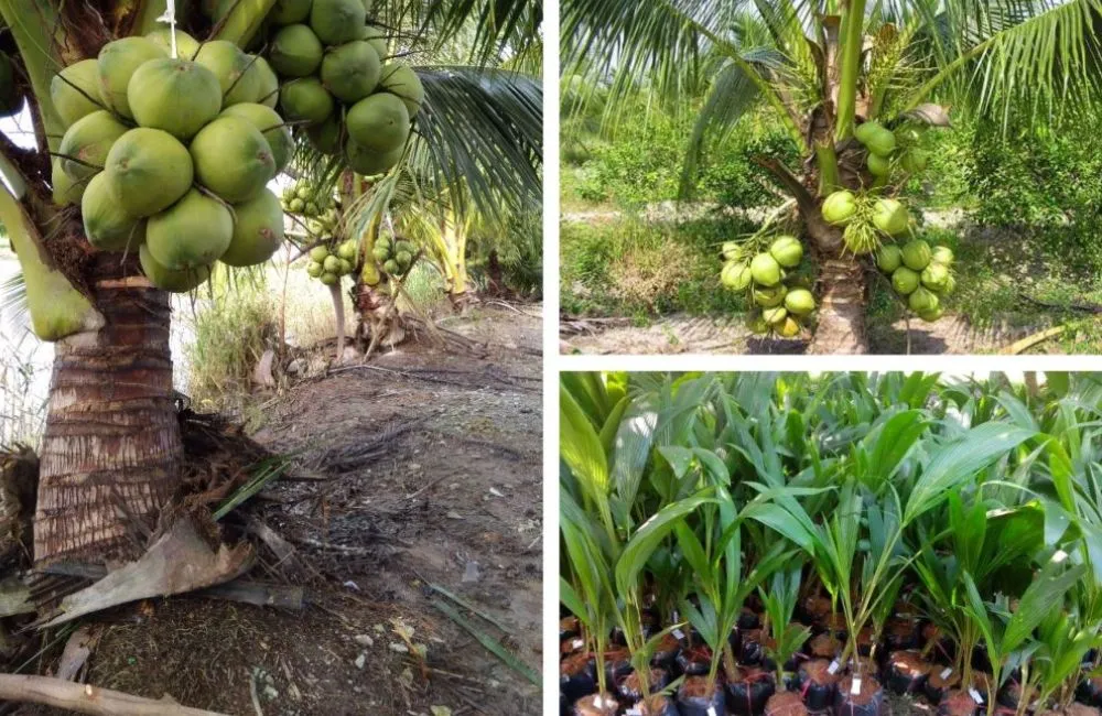 Kỹ thuật trồng dừa sáp cấy mô