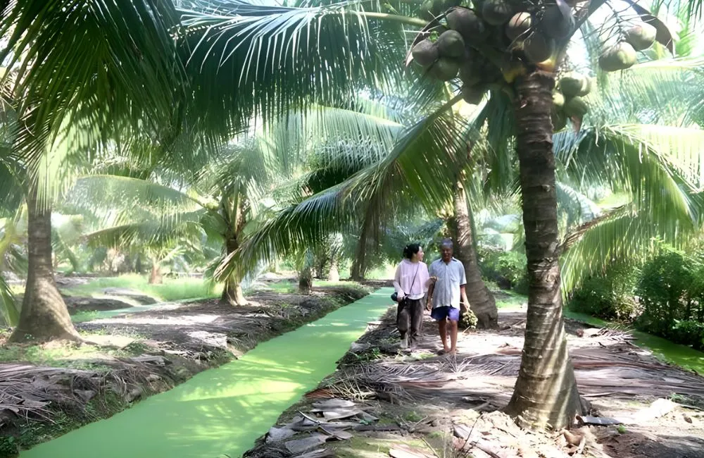 Kỹ thuật trồng dừa sáp cấy mô