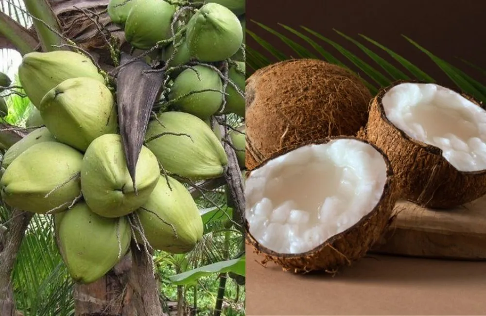 Kỹ thuật trồng dừa sáp cấy mô