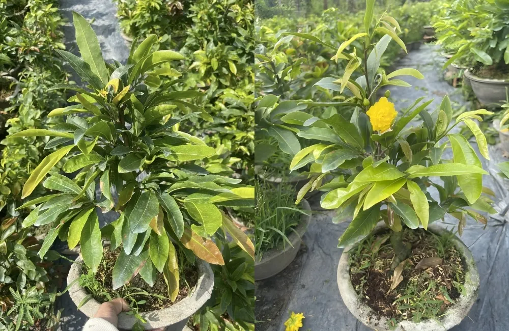 Kỹ thuật chăm sóc Mai cúc hoàng huyết long cấy mô sau trồng