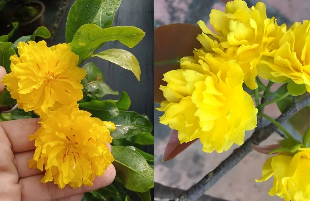 Những lưu ý quan trọng giúp cây phát triển ổn định và hạn chế rủi ro