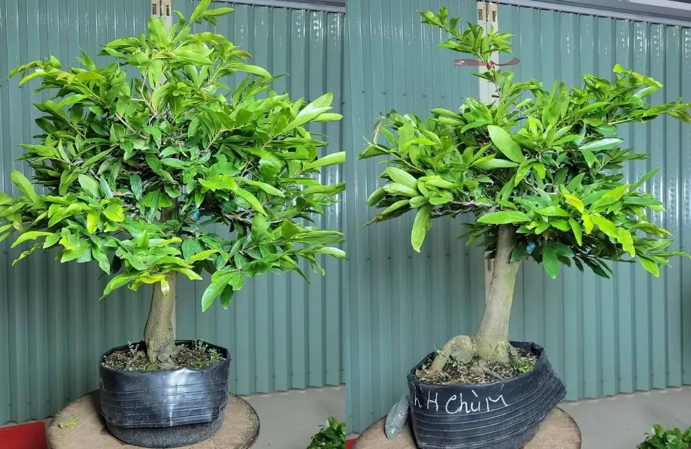 Kỹ thuật chăm sóc giúp Mai cúc hương chùm phát triển khỏe và ra hoa đẹp