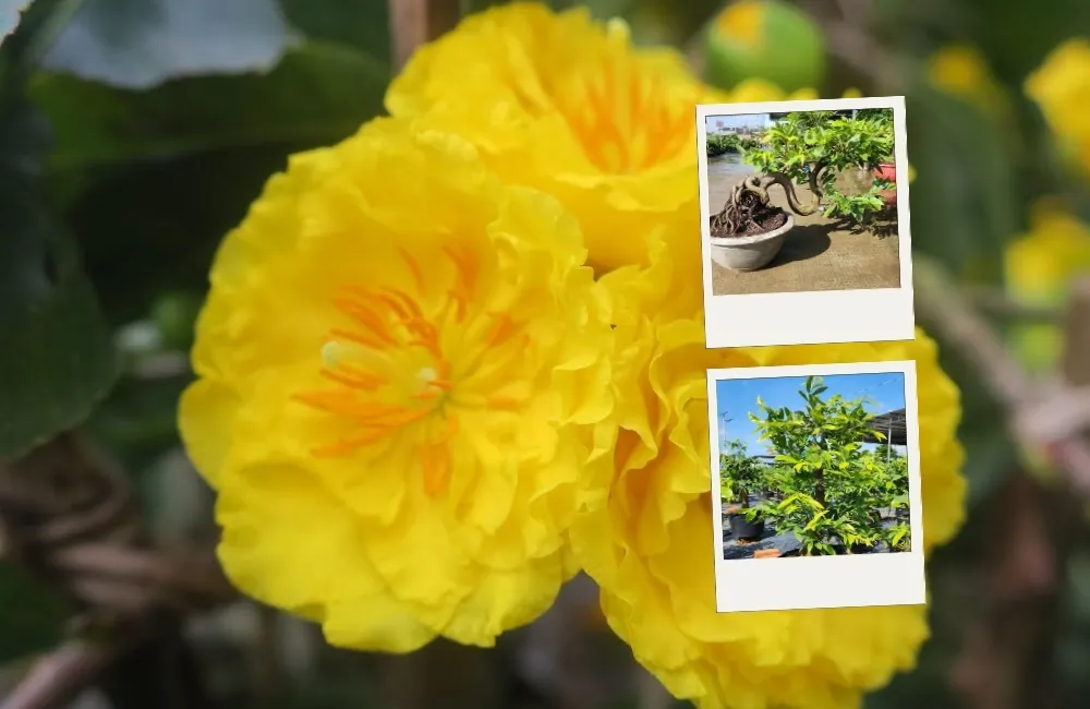 Đặc điểm sinh trưởng của Mai cúc hương chùm cấy mô ảnh hưởng đến kỹ thuật trồng