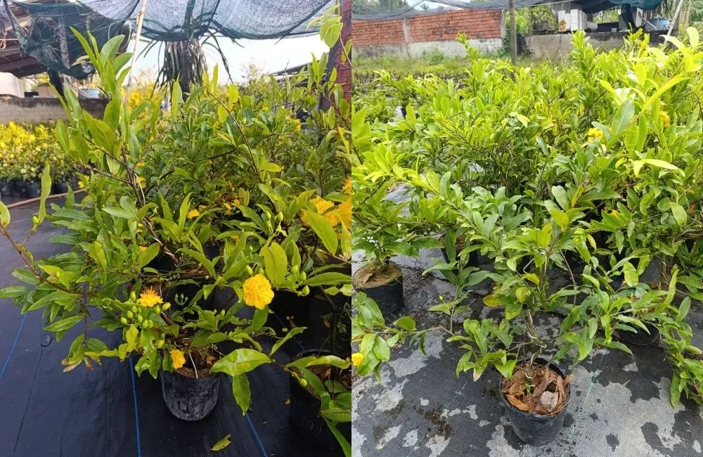 Kỹ thuật chăm sóc và kích thích ra hoa đúng dịp Tết