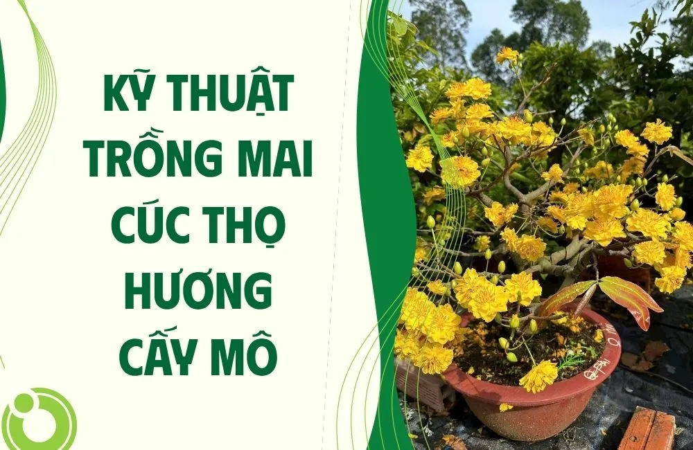 Tổng quan về Mai Cúc Thọ Hương cấy mô