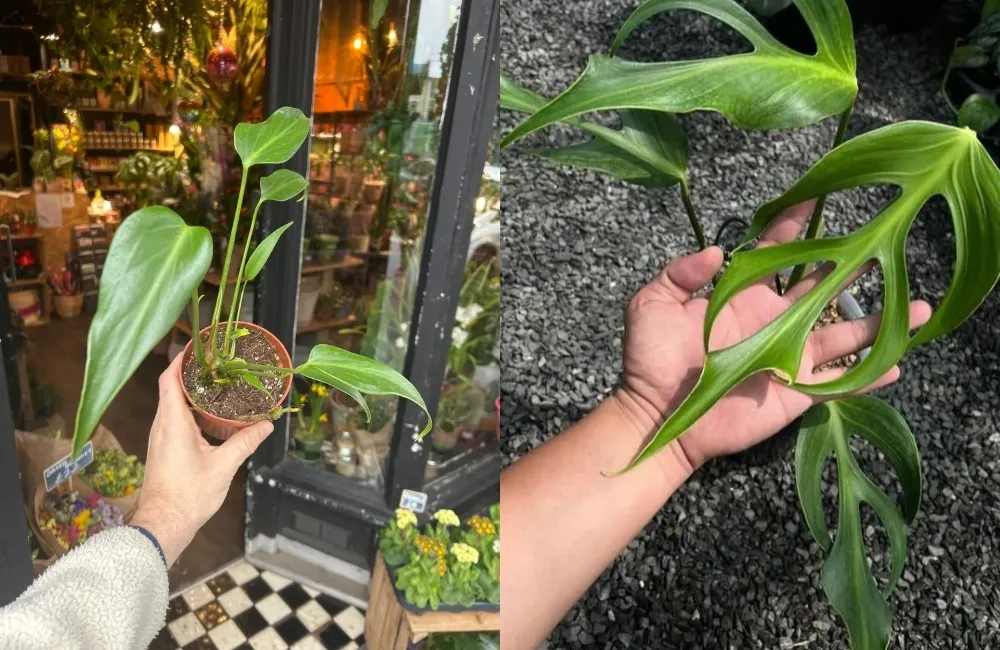 Kỹ thuật trồng Monstera Burle Marx Flame cấy mô đúng quy trình