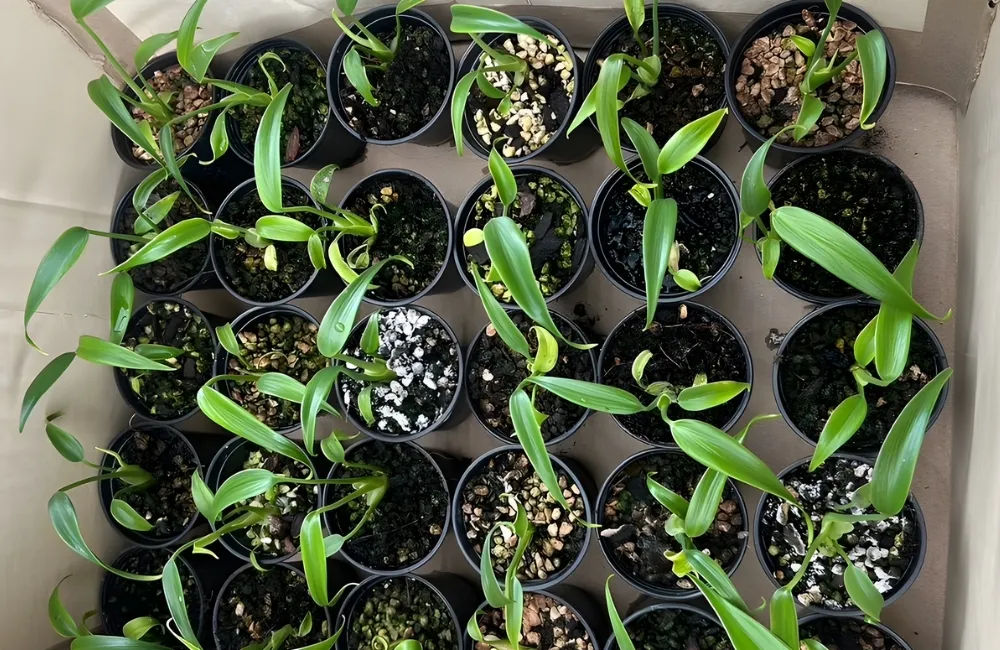 Kỹ thuật chăm sóc giúp Monstera Burle Marx Flame phát triển đẹp và ổn định