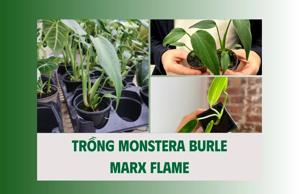 Đặc điểm Monstera Burle Marx Flame cấy mô ảnh hưởng đến kỹ thuật trồng. 