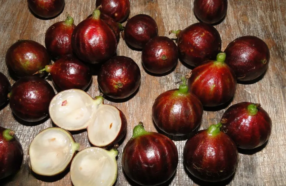 Kỹ thuật chăm sóc Nho Thân Gỗ Tứ Quý sau khi trồng