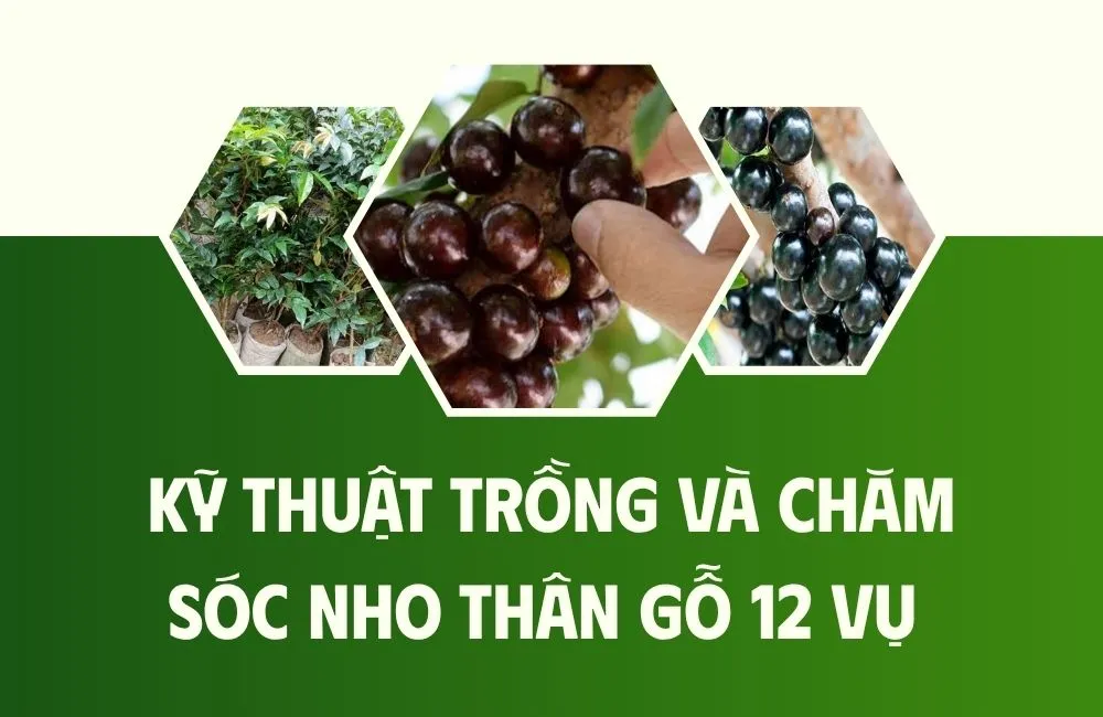 Đặc điểm sinh trưởng và yêu cầu của Nho Thân Gỗ 12 vụ