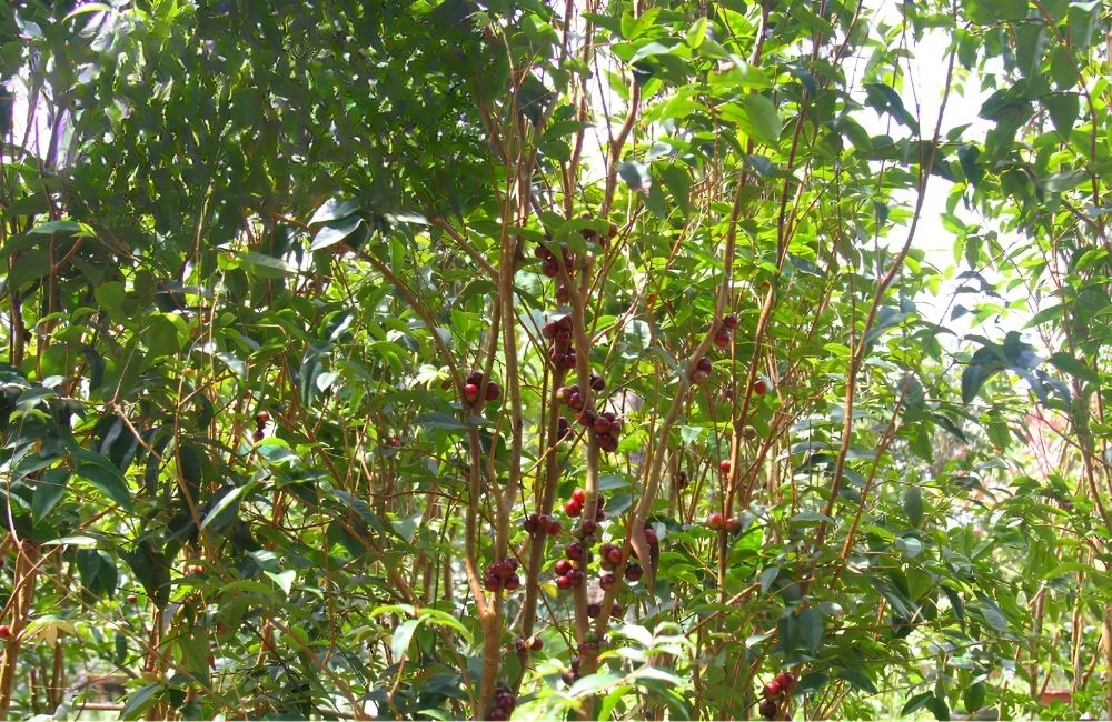 Cách chọn cây giống khỏe, phù hợp mục đích trồng