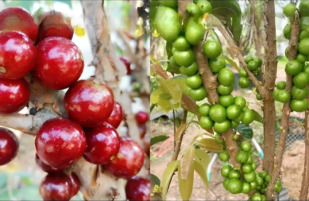 Chăm sóc và kích thích Nho Thân Gỗ 12 vụ ra trái hiệu quả