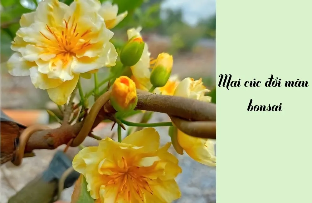 Mai cúc đổi màu 