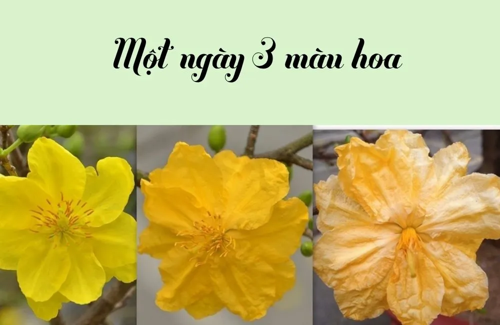 Mai cúc đổi màu 