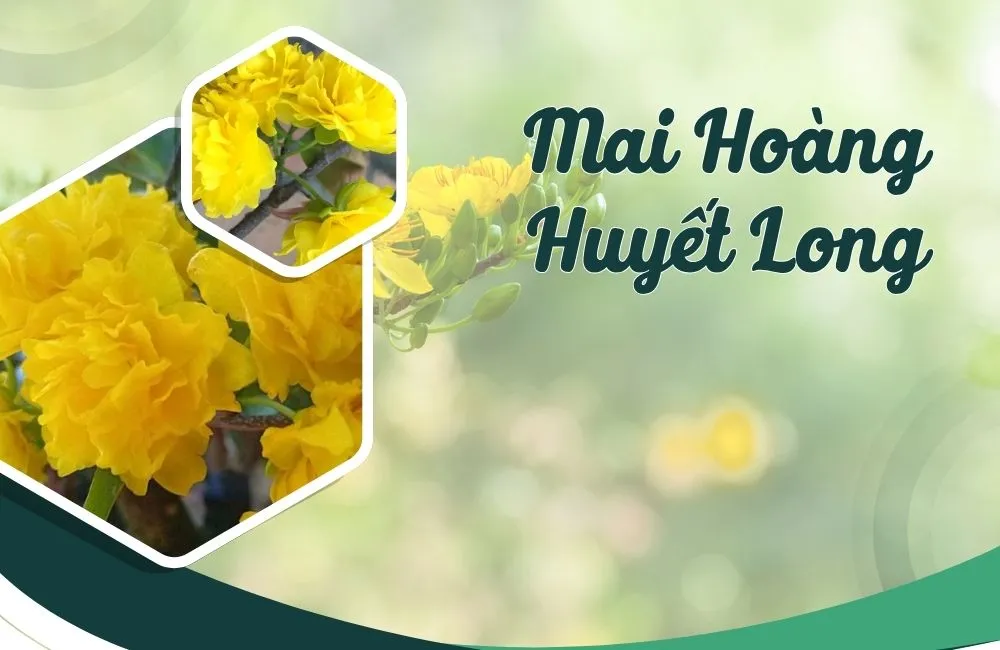 Mai hoàng huyết long