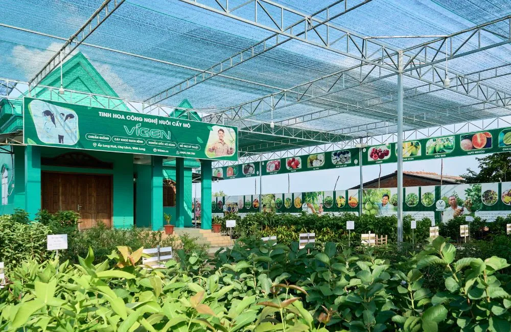 Mai hoàng huyết long
