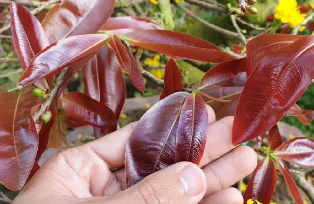 Mai hoàng huyết long