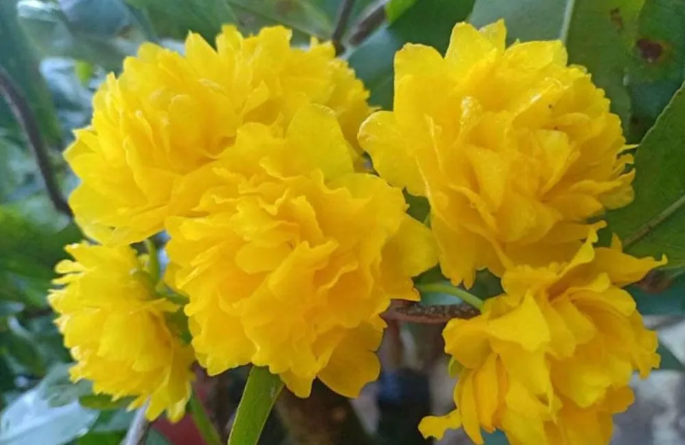 Mai hoàng huyết long