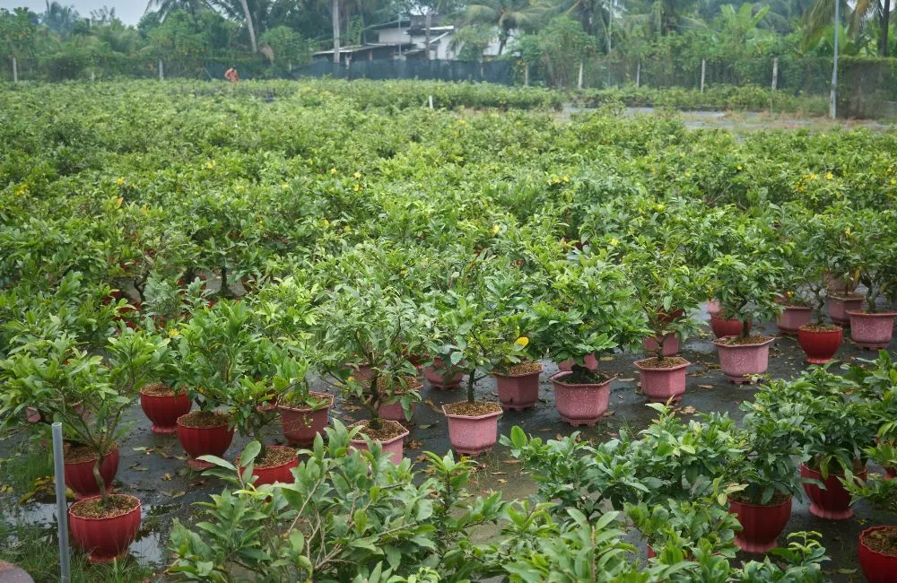 Mai vàng cấy mô và mai vàng truyền thống