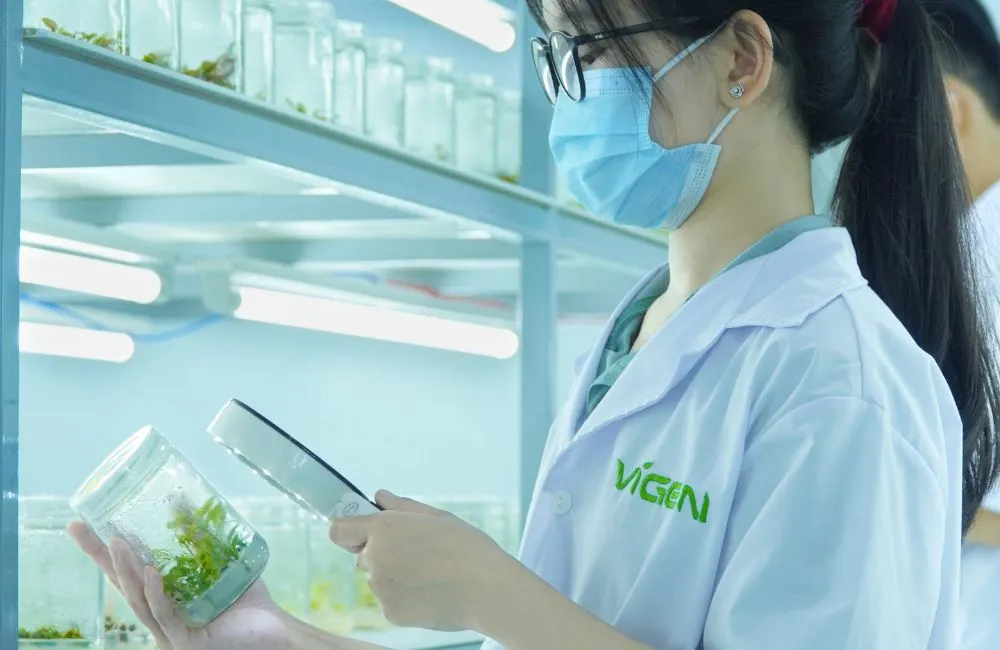 Mai vàng cấy mô và mai vàng truyền thống