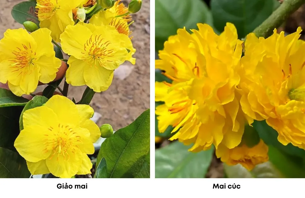 So sánh mai cúc , giảo mai và siêu mai