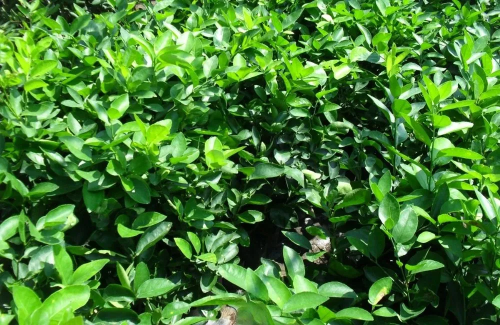 Cây giống khỏe, đồng đều, đúng chuẩn kỹ thuật