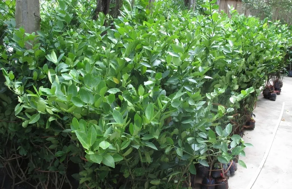 Kinh nghiệm mua cây chanh giấy đúng chuẩn, tránh rủi ro