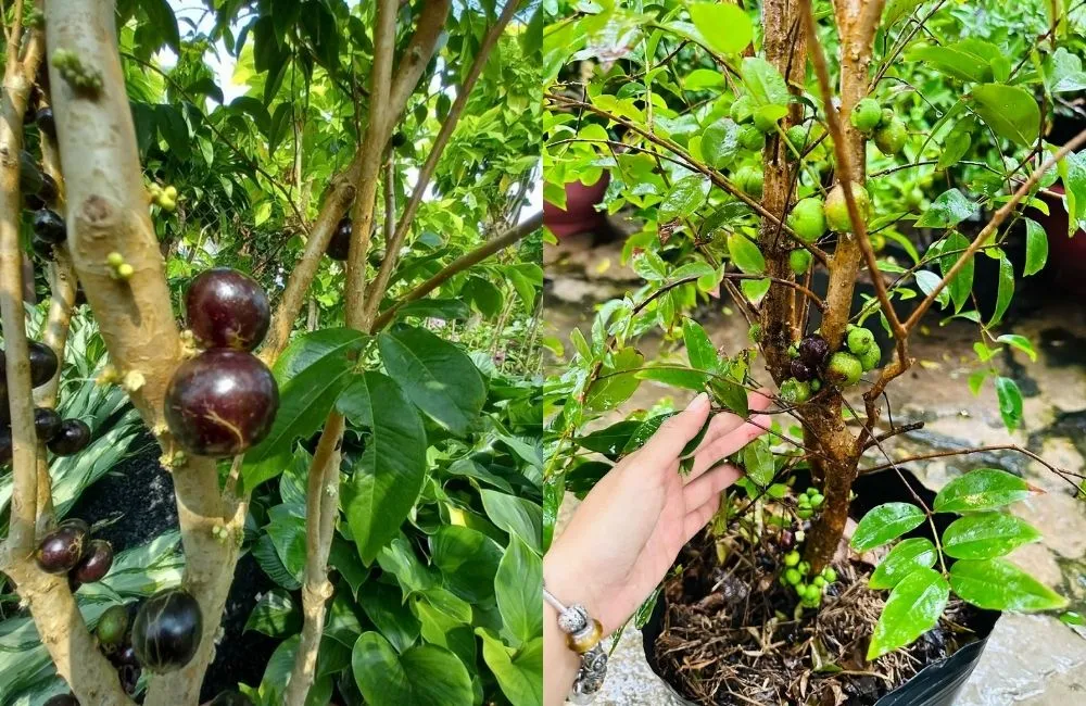 Gợi ý các địa chỉ mua Nho Thân Gỗ Tứ Quý uy tín