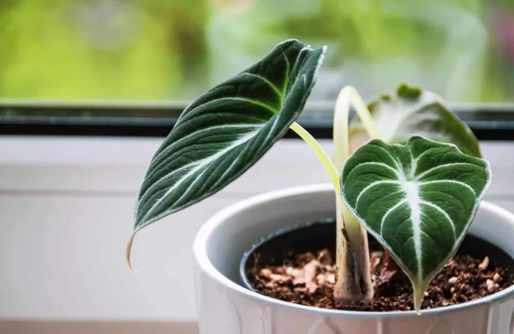 Cây Alocasia Black Velvet sạch bệnh, đồng đều và phát triển ổn định