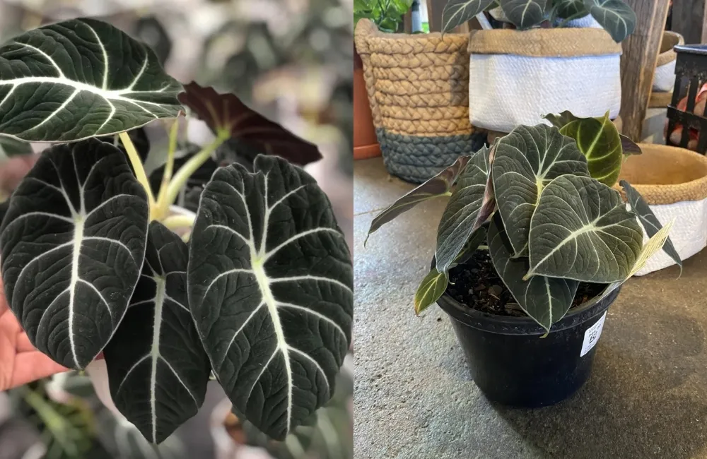 Kinh nghiệm chọn mua và chăm sóc Alocasia Black Velvet cấy mô