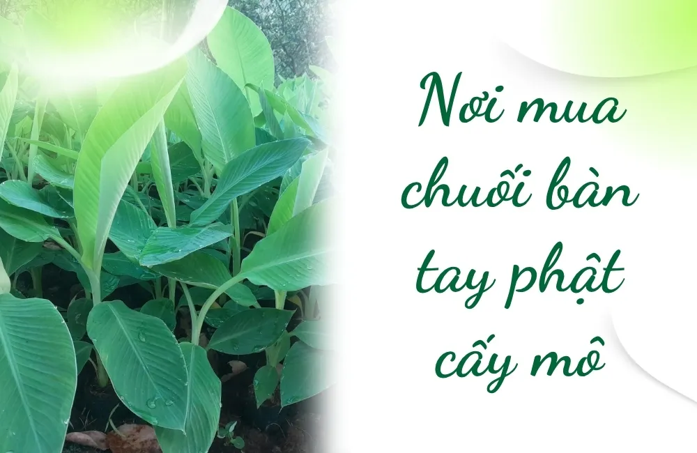 Vì sao cần chọn đúng nơi mua Chuối bàn tay phật cấy mô?