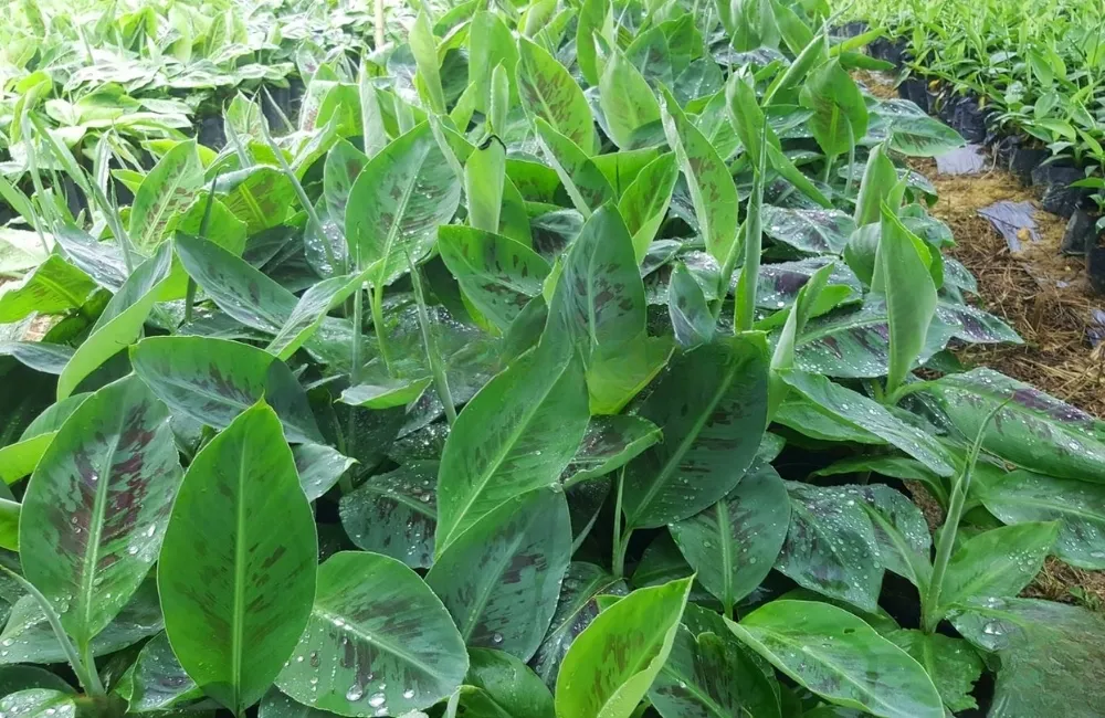 Tiêu chí chọn nơi mua chuối Laba cấy mô uy tín