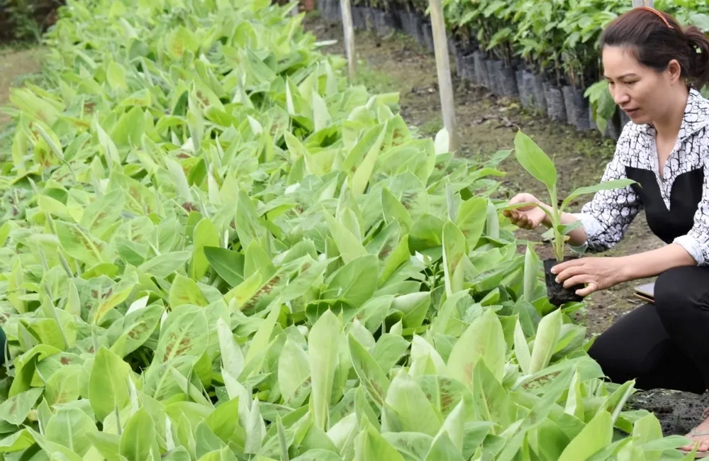 Kinh nghiệm mua chuối Laba cấy mô chất lượng, giá tốt