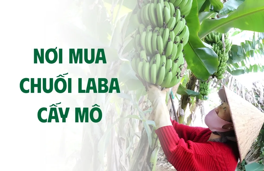 Tổng quan về nhu cầu mua chuối Laba cấy mô