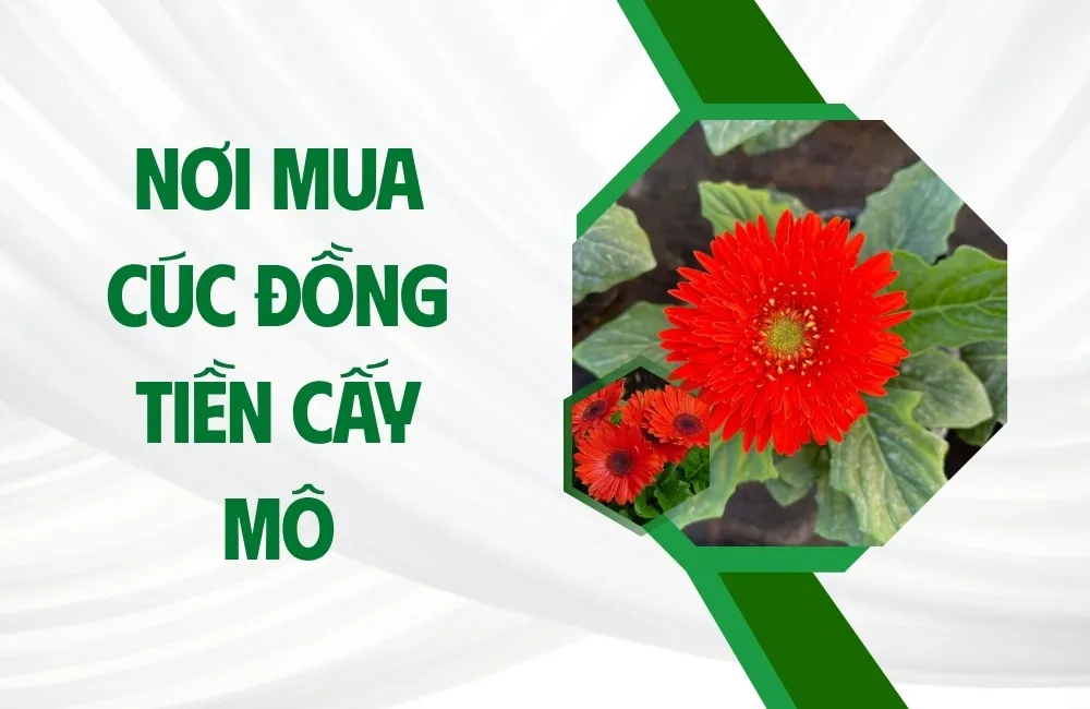 Vì sao cần chọn đúng nơi mua cúc đồng tiền cấy mô?