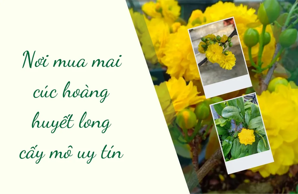 Vì sao cần chọn đúng nơi mua Mai cúc hoàng huyết long cấy mô uy tín?