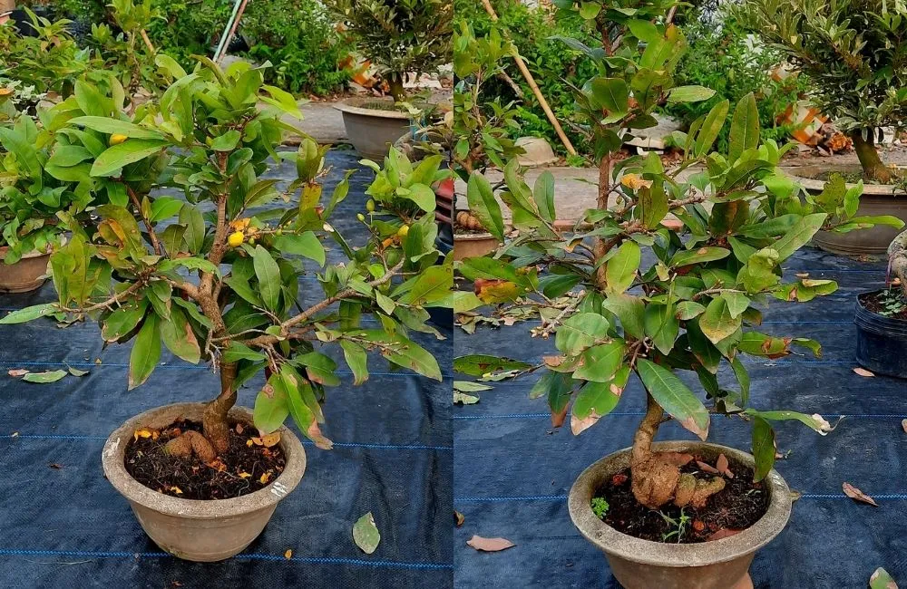 Cây giống sạch bệnh, đồng đều, sinh trưởng tốt