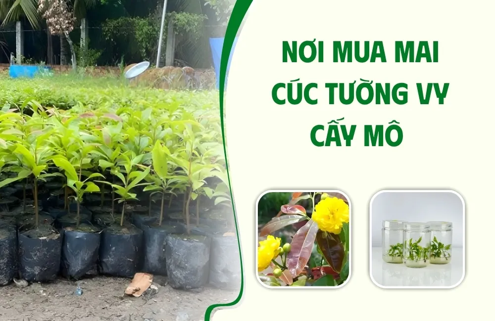 Vì sao cần chọn đúng nơi mua Mai cúc tường vy cấy mô?