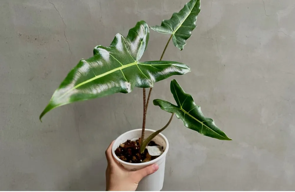 Cách lựa chọn Alocasia Sarian cấy mô phù hợp từng nhu cầu