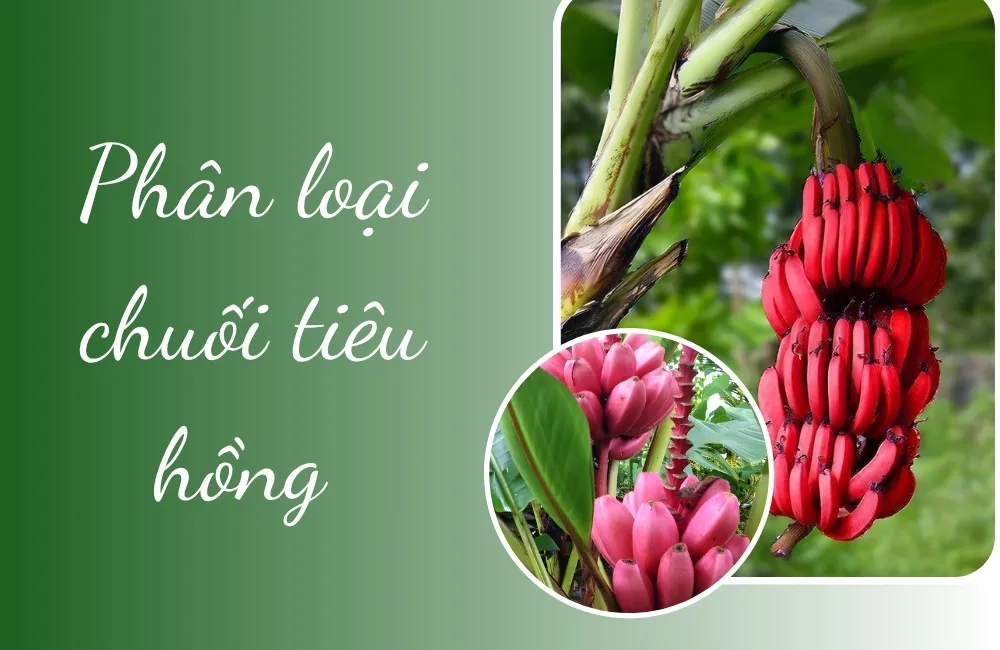 Tổng quan về chuối tiêu hồng cấy mô