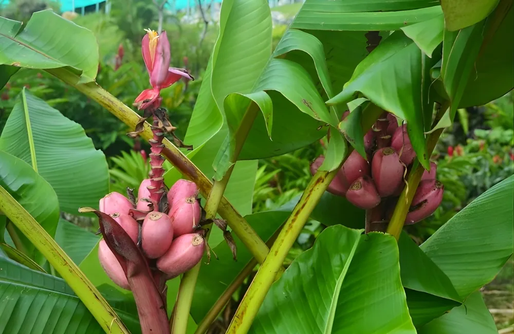 So sánh các loại chuối tiêu hồng cấy mô